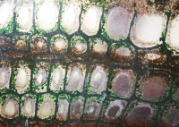 micro-2-handpaint-glass-2011-ivona-batuta